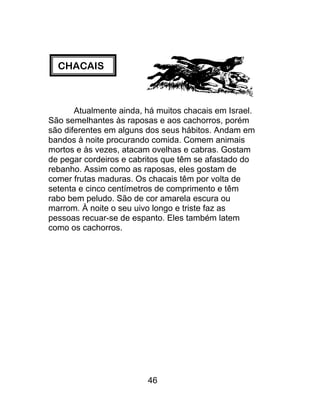 AIS
CHACAIS
Atualmente ainda, há muitos chacais em Israel.
São semelhantes às raposas e aos cachorros, porém
são diferentes em alguns dos seus hábitos. Andam em
bandos à noite procurando comida. Comem animais
mortos e às vezes, atacam ovelhas e cabras. Gostam
de pegar cordeiros e cabritos que têm se afastado do
rebanho. Assim como as raposas, eles gostam de
comer frutas maduras. Os chacais têm por volta de
setenta e cinco centímetros de comprimento e têm
rabo bem peludo. São de cor amarela escura ou
marrom. À noite o seu uivo longo e triste faz as
pessoas recuar-se de espanto. Eles também latem
como os cachorros.
46
 
