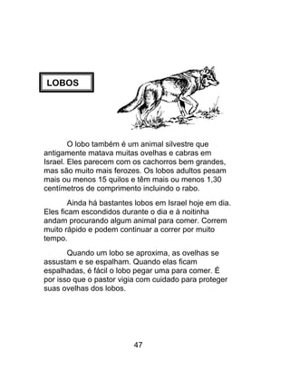 LOBOS
O lobo também é um animal silvestre que
antigamente matava muitas ovelhas e cabras em
Israel. Eles parecem com os cachorros bem grandes,
mas são muito mais ferozes. Os lobos adultos pesam
mais ou menos 15 quilos e têm mais ou menos 1,30
centímetros de comprimento incluindo o rabo.
Ainda há bastantes lobos em Israel hoje em dia.
Eles ficam escondidos durante o dia e à noitinha
andam procurando algum animal para comer. Correm
muito rápido e podem continuar a correr por muito
tempo.
Quando um lobo se aproxima, as ovelhas se
assustam e se espalham. Quando elas ficam
espalhadas, é fácil o lobo pegar uma para comer. É
por isso que o pastor vigia com cuidado para proteger
suas ovelhas dos lobos.
47
 