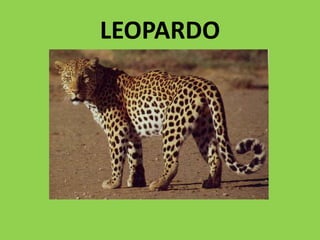 LEOPARDO
 