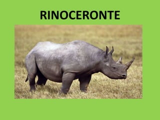RINOCERONTE
 