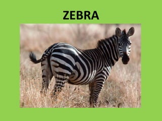 ZEBRA
 