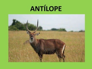 ANTÍLOPE
 