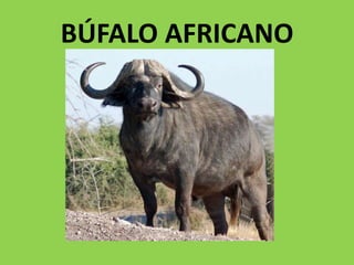 BÚFALO AFRICANO
 