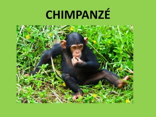 CHIMPANZÉ
 
