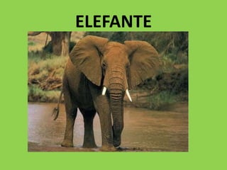 ELEFANTE
 
