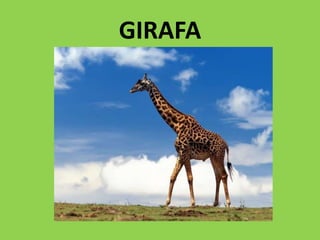 GIRAFA
 