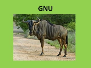 GNU
 