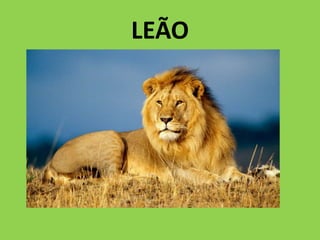 LEÃO
 