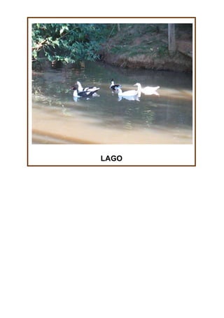 LAGO

 