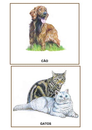 CÃO

GATOS

 