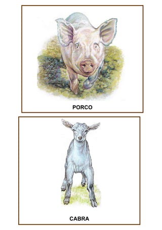 PORCO

CABRA

 