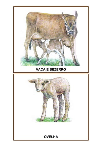 VACA E BEZERRO

OVELHA

 