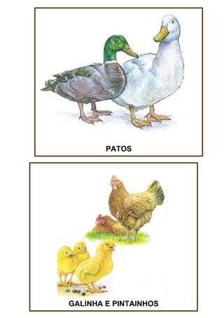 PATOS

GALINHA E PINTAINHOS

 