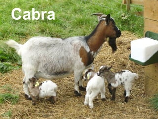 Cabra
 