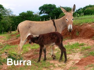 Burra
 