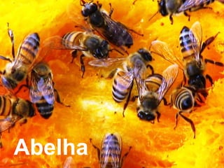 Abelha
 
