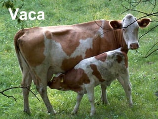 Vaca
 
