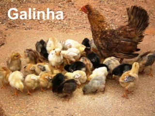 Galinha
 