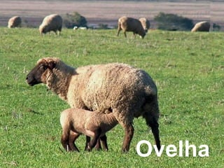Ovelha
 