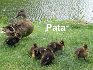 Pata
 
