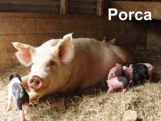 Porca
 