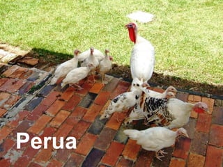 Perua
 