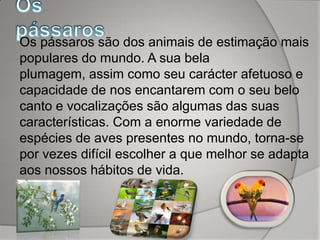 Os pássaros são dos animais de estimação mais
populares do mundo. A sua bela
plumagem, assim como seu carácter afetuoso e
capacidade de nos encantarem com o seu belo
canto e vocalizações são algumas das suas
características. Com a enorme variedade de
espécies de aves presentes no mundo, torna-se
por vezes difícil escolher a que melhor se adapta
aos nossos hábitos de vida.
 