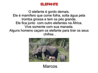 ELEFANTE O elefante é gordo demais. Ele é mamífero que come folha, solta água pela tromba grossa e tem os pés grande. Ele fica junto  com outro elefantes na África. Vive somente com sua manada. Alguns homens caçam os elefante para tirar os seus  chifres . Marcos 