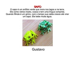 SAPO O sapo é um anfíbio verde que mora nos lagos e na terra. Ele come vários inseto, coaxa e tem uma língua comprida. Quando filhote é um girino, com o tempo sua calda cresce até virar um sapo. Ele bebe muita água. Gustavo 