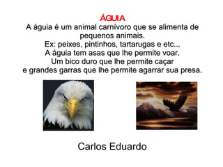 ÁGUIA A águia é um animal carnívoro que se alimenta de pequenos animais. Ex: peixes, pintinhos, tartarugas e etc... A águia tem asas que lhe permite voar. Um bico duro que lhe permite caçar e grandes garras que lhe permite agarrar sua presa. Carlos Eduardo 