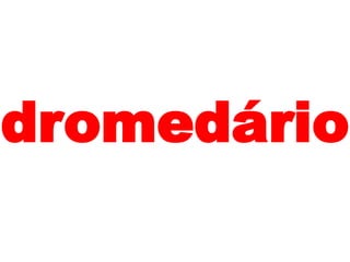 dromedário
 