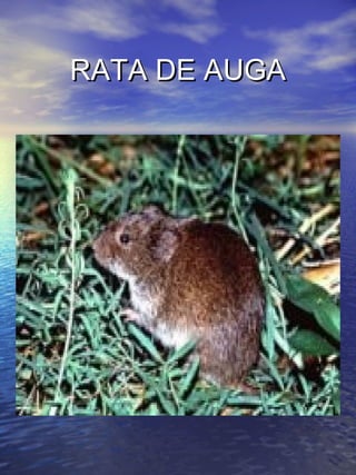 RRAATTAA DDEE AAUUGGAA 
 