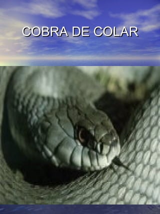 CCOOBBRRAA DDEE CCOOLLAARR 
 