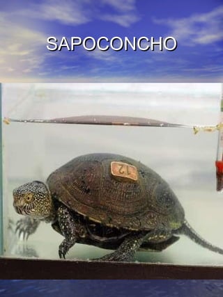 SSAAPPOOCCOONNCCHHOO 
 