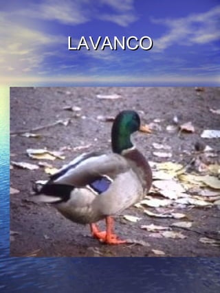 LLAAVVAANNCCOO