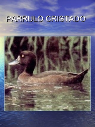 PPAARRRRUULLOO CCRRIISSTTAADDOO