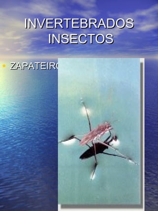 IINNVVEERRTTEEBBRRAADDOOSS 
IINNSSEECCTTOOSS 
• ZZAAPPAATTEEIIRROO 
 