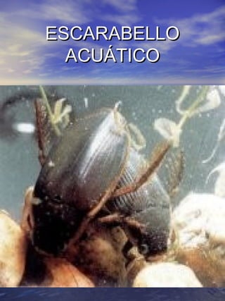 EESSCCAARRAABBEELLLLOO
AACCUUÁÁTTIICCOO