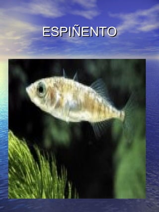 EESSPPIIÑÑEENNTTOO