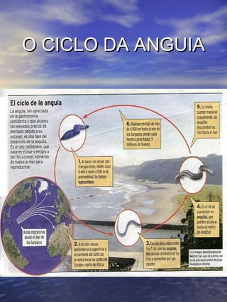 OO CCIICCLLOO DDAA AANNGGUUIIAA