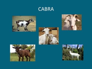 CABRA 
