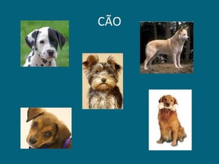 CÃO 