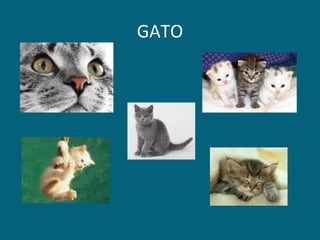 GATO 