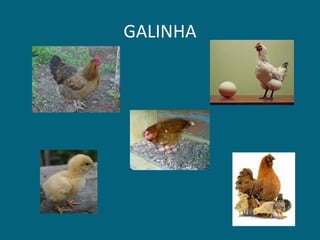 GALINHA 