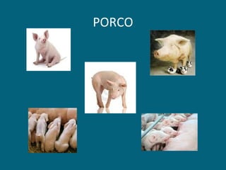 PORCO 