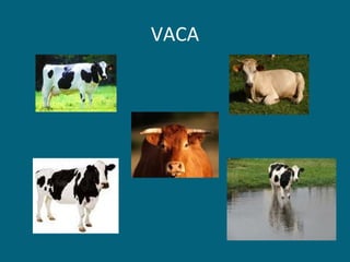 VACA 