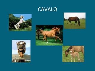 CAVALO 