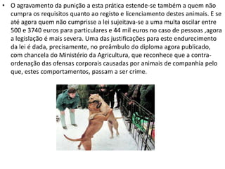 O Que Fazer Quando Se Encontra Um Animal Perdido?Infelizmente, Portugal está repleto de animais abandonados e de animais errantes. Determinar se um cão ou gato está efectivamente perdido pode não ser tarefa fácil. Contudo, há indícios que, isolados ou combinados, poderão apontar para essa possibilidade: O animal tem coleira/peitoral, ou tem coleira/peitoral e trela.O animal apresenta sinais de ter recebido cuidados veterinários recentes (tem um penso ou usa um colar isabelino, por exemplo).O animal está tosquiado.O animal não está sujo e tem o pêlo bem tratado.O animal está bem alimentado.O animal (gata/cadela) está com o cio.O animal está esterilizado.O animal obedece a comandos básicos.O animal não faz as necessidades dentro de casa, ou faz as necessidades no WC apropriado, e demonstra estar habituado a viver dentro de casa.O animal sabe viajar dentro de um automóvel.O animal sabe andar à trela.O animal é meigo e sociável.O animal tem as unhas pouco gastas.O animal está habituado a comer ração.O animal é de uma raça pouco comum.