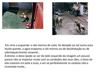 Animais Abandonados e MaltratadosToda a gente sabe o quanto os animais de estimação gostam dos donos, em que ficam sempre doidos de alegria quando o dono chega a casaCansado do dia, sempre prontos a dar as boas vindas aos seus donos… Porem muitas pessoas não dão atenção a isso e simplesmente ignoram os seus animais, muitos não têm cuidado sequer com os seus animais, não controlam bem as condições da água, a comida, e as necessidades básicas do animal, como sair a rua, caso esteja fechado em casa durante muito tempo…Mas pior de tudo, são as pessoas cruéis que batem nos seus cães com o intuito não de repreender mas de torturar, outros até os abandonam na rua, vão de ferias e deixam-nos para trás durante muito tempo… mas isso não é nada comparado com o que alguns são capazes como provam estas imagens: