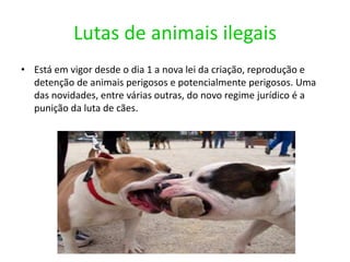 Evitar Que Um Animal Se PercaInfelizmente, não há medidas infalíveis. No entanto, se tentar seguir o melhor que puder as sugestões que se seguem, estará a reduzir significativamente a probabilidade de o seu animal desaparecer.Nunca deixe o seu animal passear sozinho no exterior! Fora de casa, os animais ficam expostos a inúmeros e graves perigos, tais como atropelamento, doenças, maus-tratos, rapto ou envenenamento. Além disso, os animais podem desorientar-se ou seguir um potencial parceiro de acasalamento e não conseguir regressar a casa. Igualmente importante é não permitir que os gatos tenham acesso a telhados ou quintais adjacentes, pois correm o risco de cair por algum buraco ou de entrar nalguma casa abandonada de onde não consigam mais sair. As coisas correm sempre bem para quem deixa o seu animal passear sozinho até ao dia em que o animal é atropelado ou desaparece de vez.Passeie sempre o seu cão pela trela! Quando sair para passear o seu cão ou ir ao veterinário, leve-o sempre pela trela, segurando-a firmemente com a mão. Mesmo que o seu cão seja obediente, o instinto está sempre presente. Entre outros imprevistos, o seu cão pode escapar em perseguição a outro animal ou assustar-se com algum ruído forte (como foguetes ou o motor de uma mota) ou com outro animal. Um cão assustado pode facilmente escapar ao seu controlo e fugir.Transporte sempre o seu gato dentro de uma transportadora! Sempre que sair com o seu gato (para ir ao veterinário ou em viagem, por exemplo), leve-o dentro de uma transportadora apropriada. Nunca o transporte ao colo nem solto dentro da viatura. Ao sair do seu ambiente, um gato muito facilmente se assusta com ruídos ou odores estranhos, com outras pessoas ou outros animais. Um gato assustado é dificilmente controlável e pode fugir e/ou ferir pessoas e outros animais.Identifique o seu animal! Esta simples medida poderá ser a solução no caso de o seu animal se perder. Identifique o seu animal com uma medalha visível com contacto telefónico (dois números de telefone, de preferência) e peça ao veterinário que implante um microchip de identificação no seu animal (esta medida já é obrigatória por lei para os cães nascidos a partir de 1 de Julho de 2008). Contacte depois a base de dados de microchips em que o seu animal foi registado, para se certificar de que o registo já se encontra no sistema. Há relatos de registos que demoram vários meses a ser introduzidos ou que nunca chegam a ser introduzidos, por isso é vital que se certifique de que o número de microchip do seu animal está na base de dados.Certifique-se de que o espaço do seu animal está bem murado/vedado! Se tiver um espaço exterior, assegure-se de que o muro/vedação tem altura suficiente para impedir a saída do seu animal (é recomendável uma altura igual ou superior a 2 metros). Não mantenha o seu animal acorrentado. Para saber o que há de errado em manter um animal acorrentado, Em vez de prender a trela a uma coleira, prenda-a a um peitoral! Sempre que possível, para passear o seu animal, dê preferência a um peitoral (ou arnês). Um animal assustado poderá libertar-se facilmente de uma coleira. Por outro lado, coleiras justas são muito perigosas para os animais que se encontrem em crescimento (se a coleira não for afrouxada à medida que o animal for encorpando — o que acontece se o animal se perder ou for abandonado — a coleira tornar-se-á um grave problema, podendo sufocar o animal ou entranhar-se no pescoço). Recomendamos que utilize um peitoral para passear o seu animal e que lhe coloque uma coleira frouxa com medalha de identificação. Assim, se o seu animal eventualmente conseguir rebentar ou libertar-se do peitoral aquando do passeio, permanecerá com identificação na coleira.